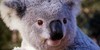 Koala-Lovers's avatar