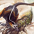 koopalings98 :iconkoopalings98: