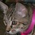 Lady-Frodo :iconlady-frodo: