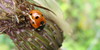 LadybugLovers's avatar