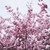 Lama754 :iconlama754: