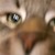 LauraOB :iconlauraob: