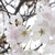 laurenbaboran :iconlaurenbaboran: