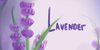Lavender-story's avatar