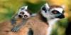 Lemur-Lovers's avatar