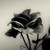 lenathewolf :iconlenathewolf:
