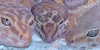 Leopard-Geckos-Elite's avatar