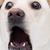 leopardofran :iconleopardofran: