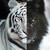LeoShadowClaude :iconleoshadowclaude: