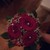 Lethandriel :iconlethandriel: