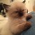 LewisBorn :iconlewisborn: