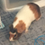 lickylickywifi :iconlickylickywifi: