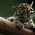 lightpelt577 :iconlightpelt577: