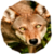 lilfaolrua :iconlilfaolrua: