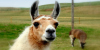 LlamaSmugglers's avatar
