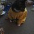 lolomgcatlover :iconlolomgcatlover: