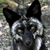 LoneFox :iconlonefox: