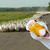loosegoose :iconloosegoose: