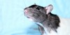 Love-Rats's avatar