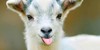 Lovely-Goats's avatar