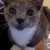 loverofcats102 :iconloverofcats102: