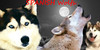 :iconlovewolf-spanish: