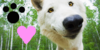 LovingAllAnimals's avatar