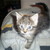 lurkingsockpuppet :iconlurkingsockpuppet: