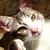 Lustuu :iconlustuu: