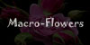 Macro-Flowers :iconmacro-flowers:
