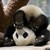 :iconmad-panda-lady: