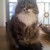 MadcatNY :iconmadcatny: