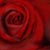 Magnet-Rose :iconmagnet-rose: