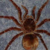 magneticspider :iconmagneticspider: