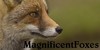 :iconmagnificentfoxes: