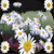 DeviantArt profile picture for @Mahar on DeviantArt