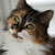 mapleshine14 :iconmapleshine14: