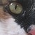 :iconmaplestraw: