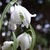 maroellchen :iconmaroellchen: