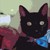 :iconmaxvandercat: