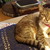 meganhulan :iconmeganhulan: