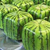 melonxcake :iconmelonxcake: