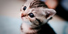 Meow-Love's avatar