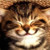 MeowIluvCats :iconmeowiluvcats: