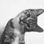 Miaukitty :iconmiaukitty: