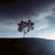 MidnightGinko :iconmidnightginko: