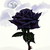 midnightkarew :iconmidnightkarew: