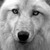 MiniSpiritWolf :iconminispiritwolf: