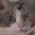 Mirmulnirisco :iconmirmulnirisco: