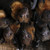 Misshapen-Maple :iconmisshapen-maple: